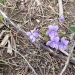 Viola adunca Flor