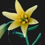 Lilium bolanderi Квітка