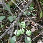 Pyrus cordata Folha