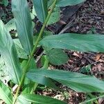 Hedychium flavescens Φύλλο