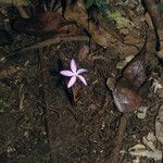 Voyria rosea Хабит