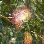 Albizia julibrissin 花