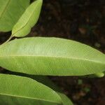 Aspidosperma desmanthum Hoja