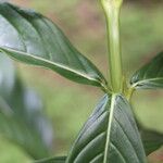 Palicourea triphylla 葉