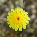 Malacothrix glabrata Flower