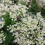 Lepidium draba Flower