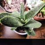 Gasteria pillansii Yaprak