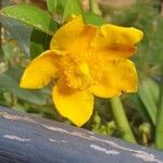 Hypericum × hidcoteenseFlower