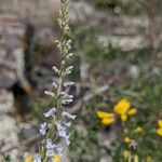 Anarrhinum bellidifolium Çiçek