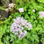 Valeriana officinalisЦветок