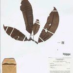 Tovomita acutiflora Leaf