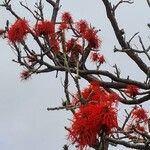Erythrina abyssinica Flower