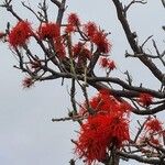 Erythrina abyssinica പുഷ്പം