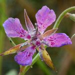 Clarkia rhomboidea Blüte