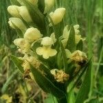 Dactylorhiza insularis Flower