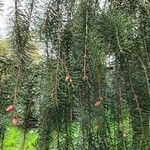 Picea breweriana Folha