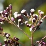 Faujasiopsis flexuosa Flor