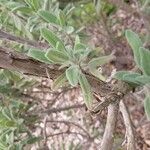 Salvia candelabrum Otro