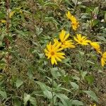 Helianthus tuberosusFleur