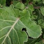 Brassica rapa List