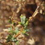 Senecio potosianus Leaf