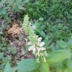 Teucrium canadenseBlomst