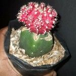 Gymnocalycium mihanovichii Blad