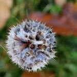 Armeria arenaria Fruit