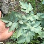 Athamanta cervariifolia Habit