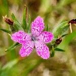 Dianthus armeria Květ