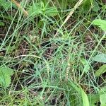 Asperula tinctoria Feuille