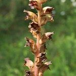 Orobanche gracilis Flor