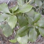 Pittosporum coccineum Costuma