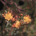 Hypericum scouleri Çiçek