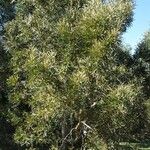 Acacia heterophylla Облик