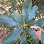 Rhododendron maximum List