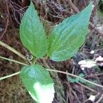 Clematis mauritiana Leaf