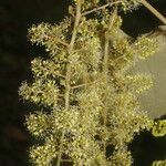 Vitis tiliifolia Habitus