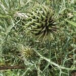 Cynara humilis ফুল