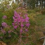 Epilobium angustifolium Blomst