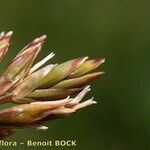 Patzkea paniculata ফল