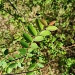 Phyllanthus reticulatus Leaf