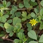 Trifolium dubium Blatt