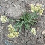 Lepidium draba 整株植物