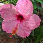 Hibiscus fragilisBlomma