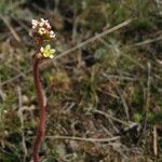 Micranthes integrifolia Flor