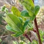 Exochorda racemosa Folha