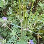 Erodium ciconium ᱵᱟᱦᱟ