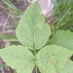 Rubus caesiusFeuille