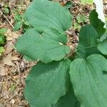 Smilax herbacea ഇല